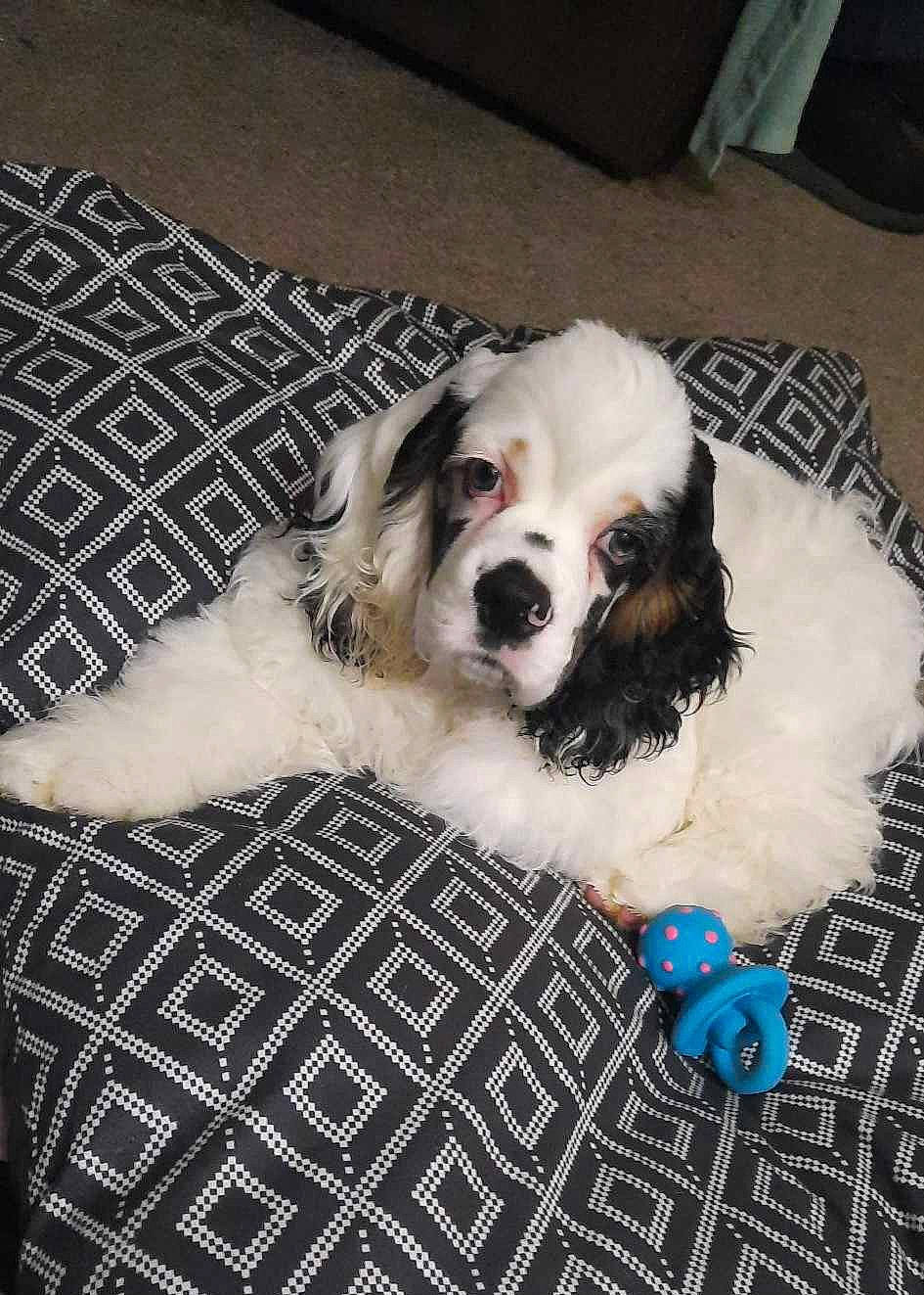 Brutus joined the competition — help win amazing prizes! canidae, carnivore, chair, comfort, companion_dog, dog, dog_breed, dog_supply, flooring, fur, gun_dog, pattern, plaid, snout, spaniel, sporting_group, sports_equipment, toy_dog, whiskers, working_animal