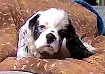 Brutus joined the competition — help win amazing prizes! art, bored, canidae, carnivore, companion_dog, dog, dog_breed, dog_supply, fur, giant_dog_breed, gun_dog, liver, non_sporting_group, painting, snout, sporting_group, terrestrial_animal, wood, working_animal, working_dog