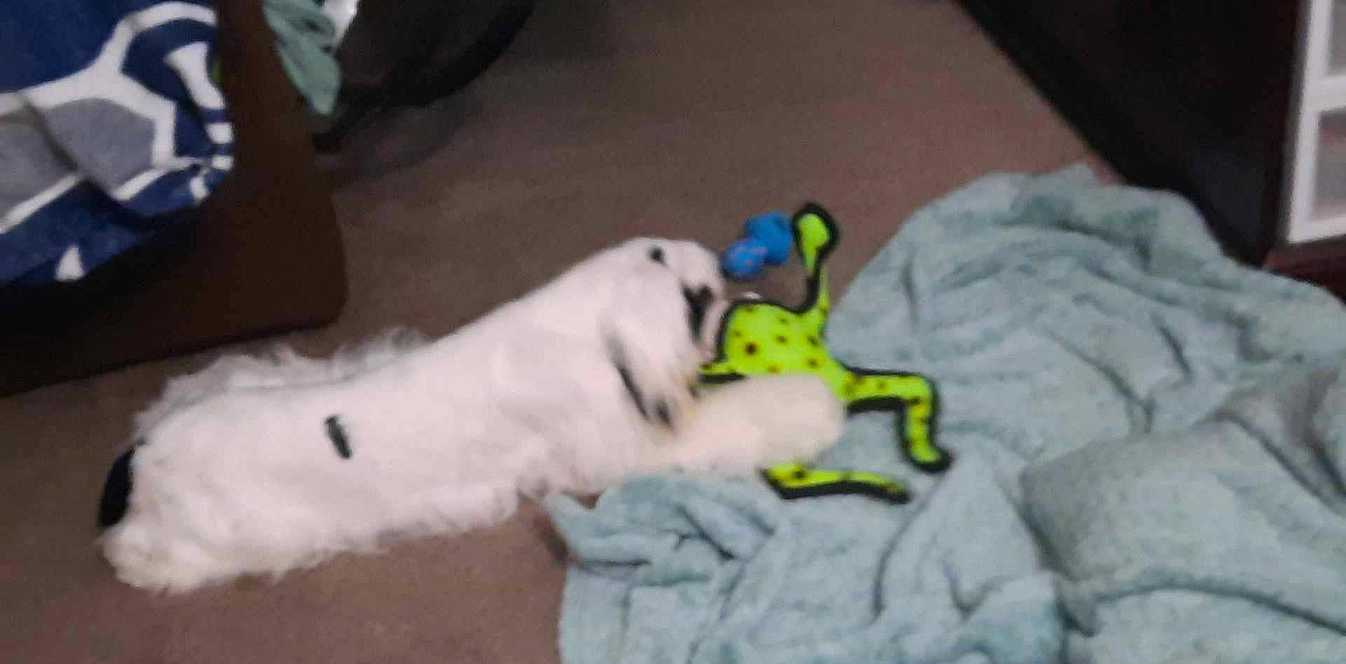 Brutus joined the competition — help win amazing prizes! canidae, carnivore, collar, companion_dog, dog, dog_breed, dog_supply, dog_toy, flooring, foot, fur, non_sporting_group, paw, pet_supply, plush, sporting_group, stuffed_toy, tail, toy, working_animal