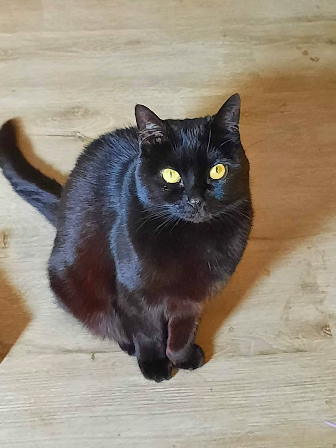 Blackimus joined the competition — help win amazing prizes! black_cat, bombay, carnivore, cat, domestic_short_haired_cat, felidae, flooring, fur, grey, hardwood, sitting, small_to_medium_sized_cats, snout, tail, whiskers, wood