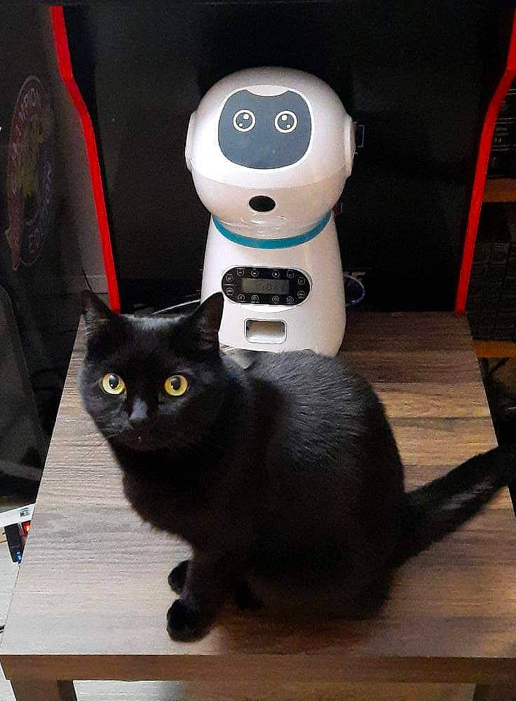 Blackimus joined the competition — help win amazing prizes! black, black_cat, bombay, carnivore, cat, domestic_short_haired_cat, felidae, fur, grey, hardwood, light, mammal, small_to_medium_sized_cats, snout, tail, vertebrate, whiskers, white, window, wood