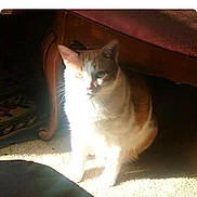 Jasper joined the competition — help win amazing prizes! bright, carpet, cat, cozy, cute, domestic_cat, eyes, fur, furniture, home_interior, indoor, orange_tabby, pet, portrait, relaxed, shadow, sitting, sunlight, table, whiskers