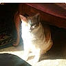 bright, carpet, cat, cozy, cute, domestic_cat, eyes, fur, furniture, home_interior, indoor, orange_tabby, pet, portrait, relaxed, shadow, sitting, sunlight, table, whiskers