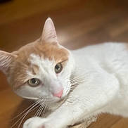 Simba joined the competition — help win amazing prizes! blurred_background, cat, close_up, cozy, domestic_animal, ears, eye_contact, feline, fur, indoor, looking_at_camera, lying_down, orange_cat, paw, pet, pink_nose, portrait, whiskers, white_cat, wooden_floor