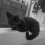 Maple is registered to the contest to win money with this photo: kitten, cat, bathtub, bathroom, black_and_white, furniture, cabinet, clothing, door, curious, pet, animal, fur, indoor, sink, mirror, towel, countertop, household, resting
