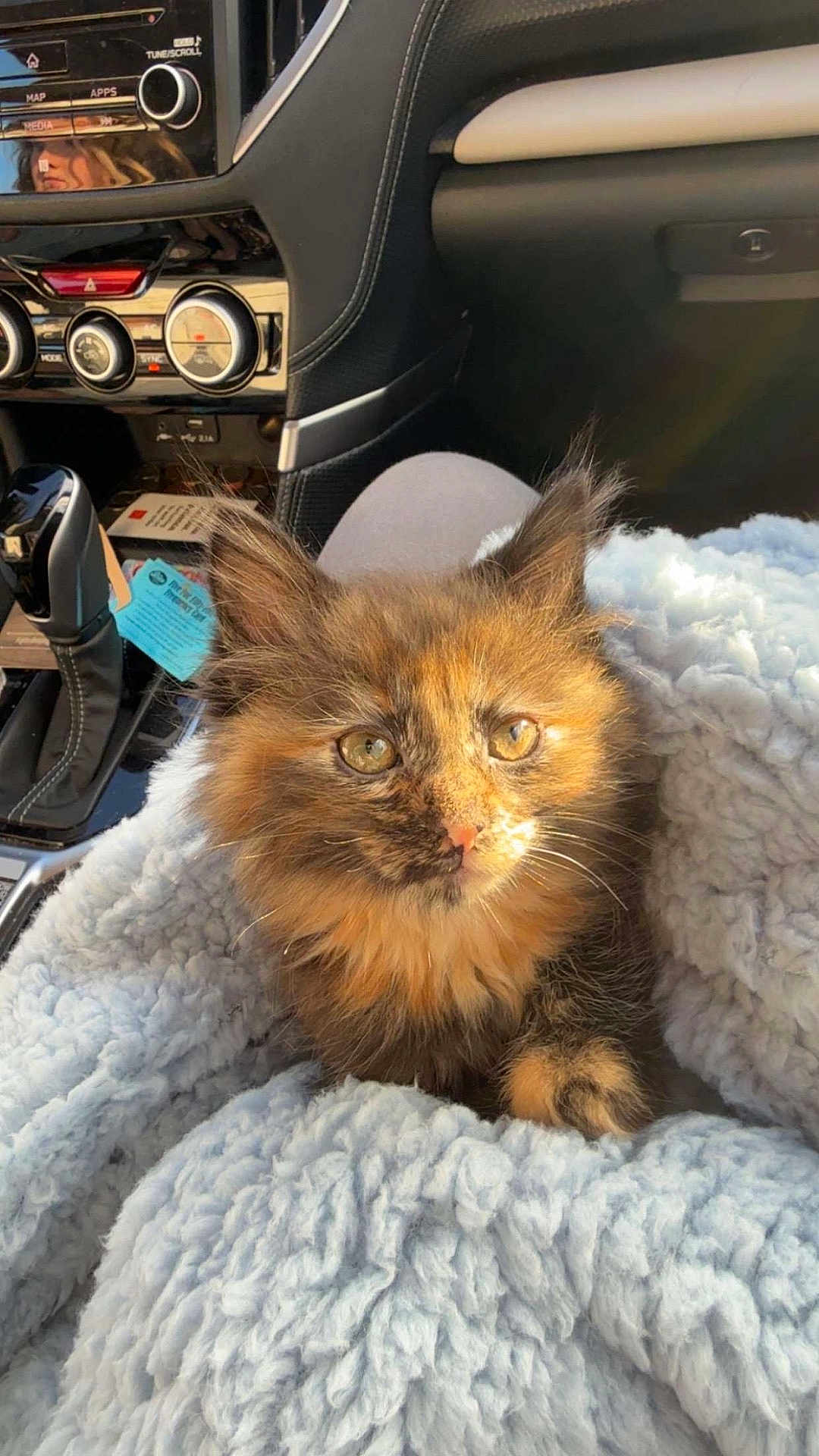 Maple is registered to the contest to win money with this photo: kitten, cat, tortoiseshell, fur, blanket, car_interior, dashboard, sunlight, cozy, pet, animal, cute, furry, young_cat, soft_texture, seat, closeup, domestic_cat, comfort, resting