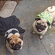 Lil Debbie Lil Bit is registered to the contest to win money with this photo: dog, pug, pet, animal, cute, outdoor, clothing, dress, polka_dot, yellow, black, smiling, tongue_out, curious, concrete, crack, two_dogs, looking_up, adorable, playful