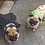 dog, pug, pet, animal, cute, outdoor, clothing, dress, polka_dot, yellow, black, smiling, tongue_out, curious, concrete, crack, two_dogs, looking_up, adorable, playful