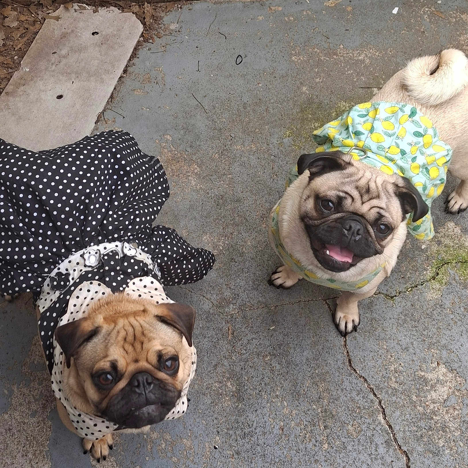 Lil Debbie Lil Bit is registered to the contest to win money with this photo: adorable, animal, black, clothing, concrete, crack, curious, cute, dog, dress, looking_up, outdoor, pet, playful, polka_dot, pug, smiling, tongue_out, two_dogs, yellow