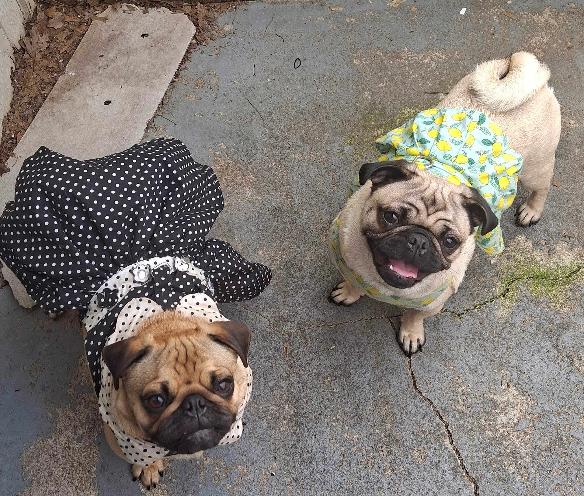 Lil Debbie Lil Bit is registered to the contest to win money with this photo: dog, pug, pet, animal, cute, outdoor, clothing, dress, polka_dot, yellow, black, smiling, tongue_out, curious, concrete, crack, two_dogs, looking_up, adorable, playful