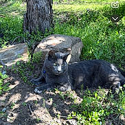 Blue joined the competition — help win amazing prizes! cat, gray_cat, outdoor, nature, tree, rock, greenery, sunlight, shadow, collar, animal, pet, forest, ground, plant, leaf, relaxing, alert, mammal, wildlife