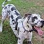 dog, great_dane, spotted_coat, tongue_out, grass, outdoor, pet, playful, canine, animal, collar, happy, ears, muzzle, large_dog, nature, summer, tongue, fur, paw