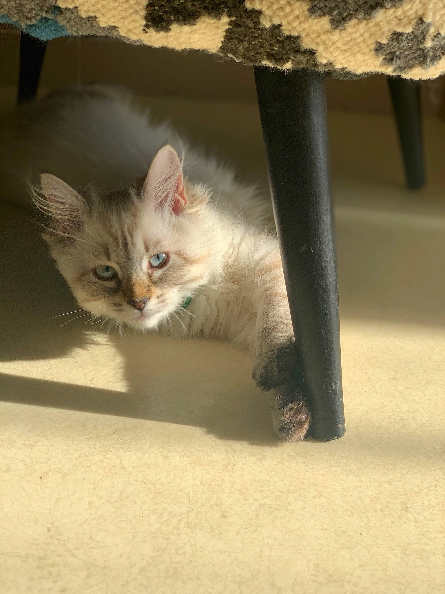 Beerus a rejoint le concours — aidez-le/la à gagner de superbes lots ! box, cardboard, carnivore, cat, claw, domestic_short_haired_cat, eye, fawn, felidae, floor, flooring, fur, paw, sand, small_to_medium_sized_cats, snout, tail, whiskers, window, wood