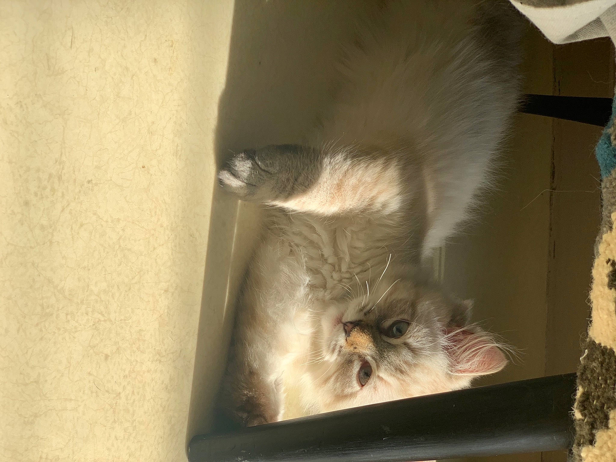 Beerus participe au concours pour gagner de l'argent avec cette photo : carnivore, cat, cat_supply, domestic_short_haired_cat, fawn, felidae, fur, mammal, paw, pet_supply, ragdoll, siamese, small_to_medium_sized_cats, snout, tail, terrestrial_animal, vertebrate, whiskers, window, wood