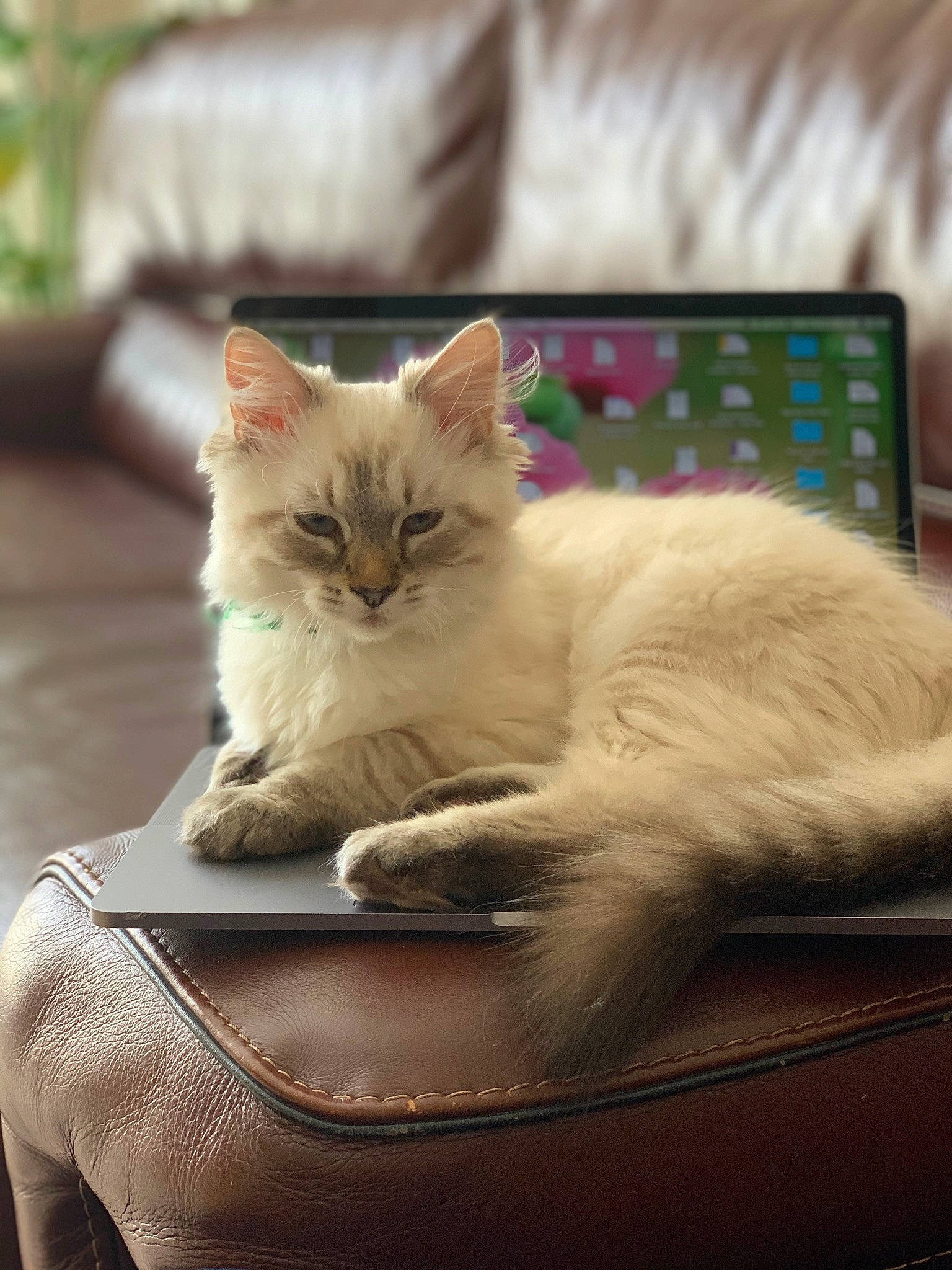 Beerus participe au concours pour gagner de l'argent avec cette photo : carnivore, cat, claw, comfort, computer, fawn, felidae, fur, furniture, hardwood, paw, personal_computer, plant, sitting, small_to_medium_sized_cats, snout, tail, whiskers, wood