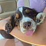 Finley Indy Forest joined the competition — help win amazing prizes! puppy, dog, sleeping, tongue_out, close_up, pet, animal, cute, fur, paw, human_arm, indoor, resting, adorable, snout, brown, white, black, nose, relaxed
