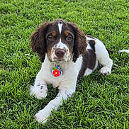 Finley Indy Forest is registered to the contest to win money with this photo: dog, puppy, grass, outdoor, pet, animal, collar, cute, brown, white, floppy_ears, laying_down, young, nature, playful, adorable, canine, fur, tag, summer