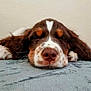 Finley Indy Forest joined the competition — help win amazing prizes! puppy, dog, sleeping, closeup, brown, white, spots, ears, nose, soft, blue_surface, indoor, cute, pet, animal, resting, peaceful, fluffy, young, adorable