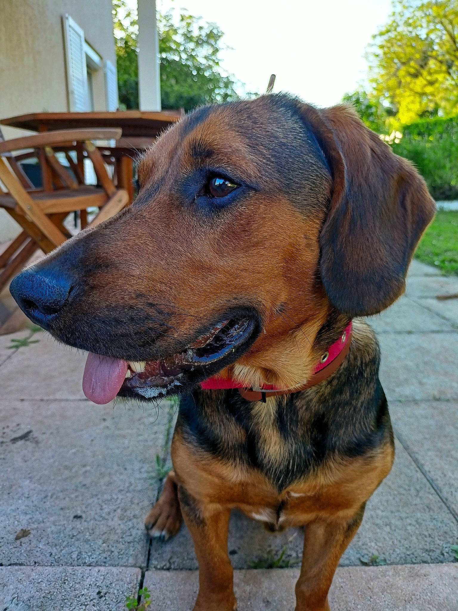 Newton a rejoint le concours — aidez-le/la à gagner de superbes lots ! carnivore, chair, collar, companion_dog, dog, dog_breed, dog_collar, dog_supply, fawn, hound, liver, outdoor_furniture, pet_supply, plant, sky, snout, sporting_group, tree, working_animal, working_dog