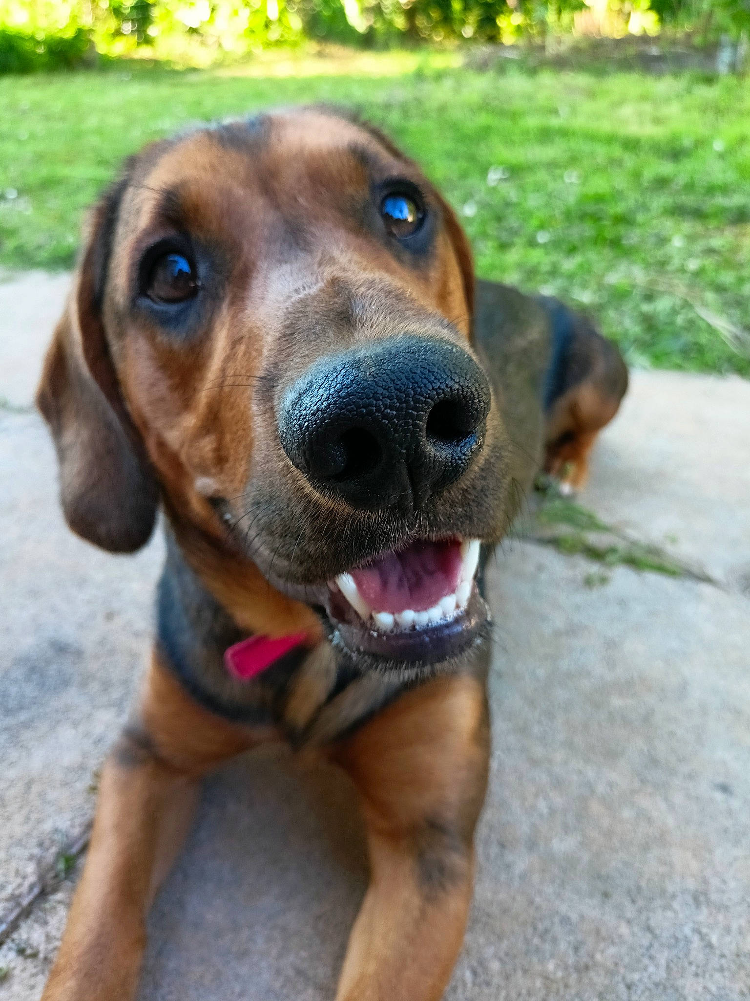 Newton a rejoint le concours — aidez-le/la à gagner de superbes lots ! canidae, carnivore, collar, companion_dog, dog, dog_breed, fawn, head, hound, hunting_dog, liver, plant, scent_hound, snout, sporting_group, whiskers, working_animal, working_dog