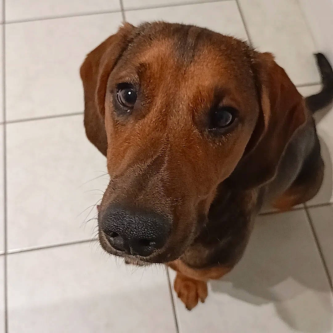 Newton participe au concours pour gagner de l'argent avec cette photo : canidae, carnivore, companion_dog, dog, dog_breed, ear, fawn, fur, hound, hunting_dog, liver, metal, pet_supply, snout, sporting_group, whiskers, working_animal