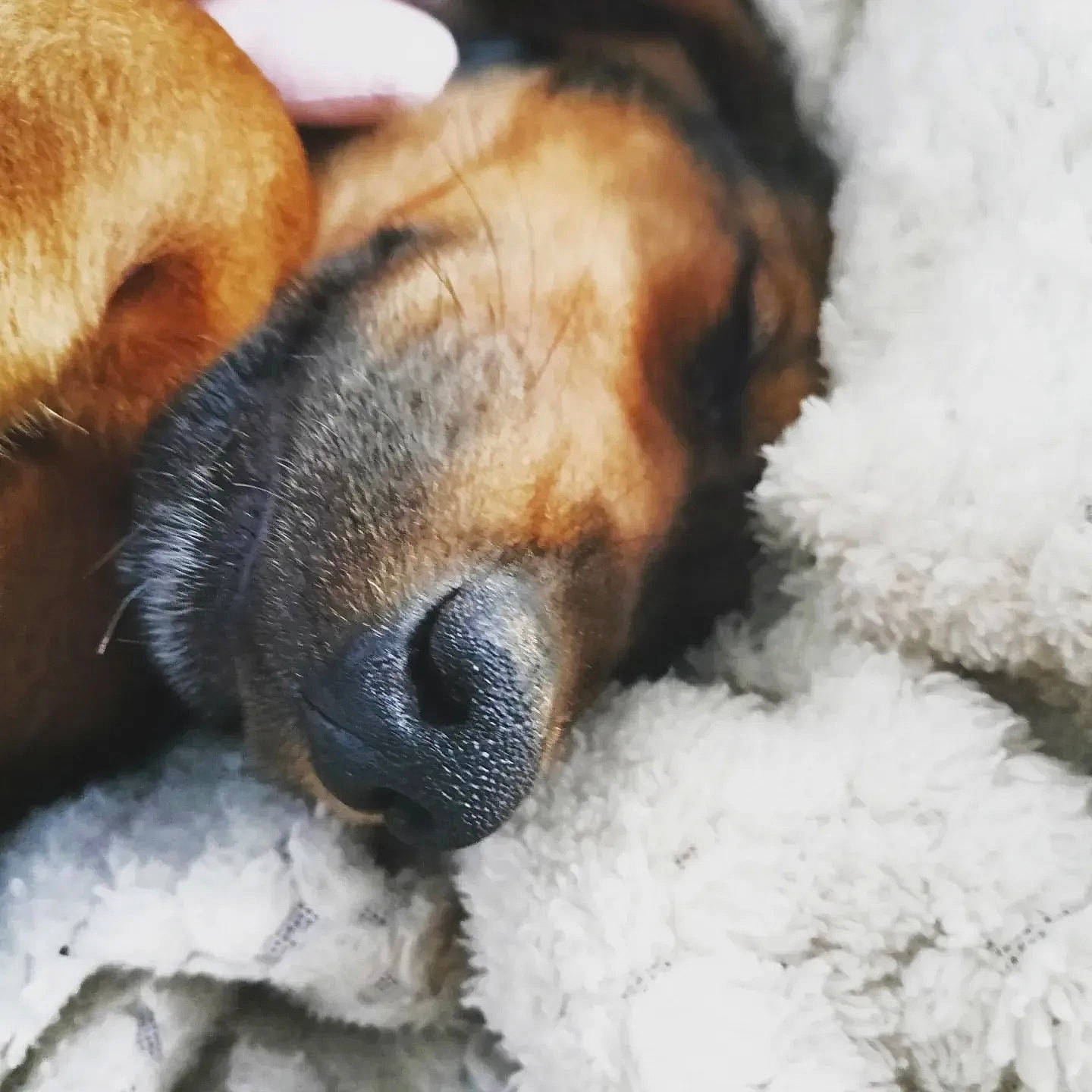 Newton a rejoint le concours — aidez-le/la à gagner de superbes lots ! canidae, carnivore, claw, companion_dog, dog, dog_breed, eyelash, fawn, fur, nap, nose, paw, snout, snow, sporting_group, tail, terrestrial_animal, whiskers, wildlife, winter