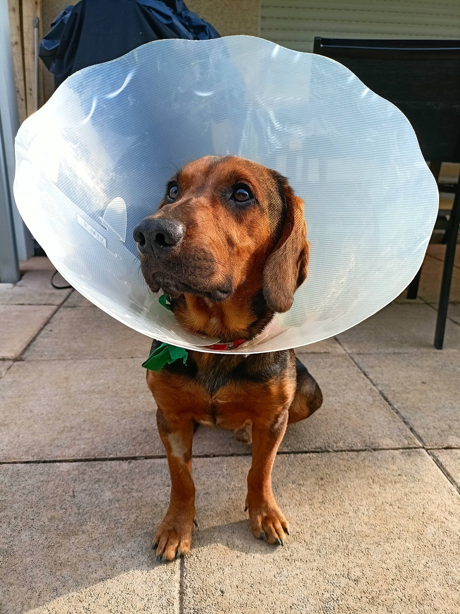 Newton a rejoint le concours — aidez-le/la à gagner de superbes lots ! canidae, carnivore, companion_dog, dog, dog_breed, dog_supply, fawn, hound, liver, personal_protective_equipment, pet_supply, snout, sporting_group, sunglasses, whiskers, working_animal