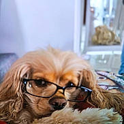 Nina a rejoint le concours — aidez-le/la à gagner de superbes lots ! animal, blanket, brown, comfort, companion, cozy, cute, dog, face, fluffy, fur, glasses, home, indoor, pet, portrait, relaxed, resting, sleepy, soft