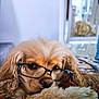 animal, blanket, brown, comfort, companion, cozy, cute, dog, face, fluffy, fur, glasses, home, indoor, pet, portrait, relaxed, resting, sleepy, soft