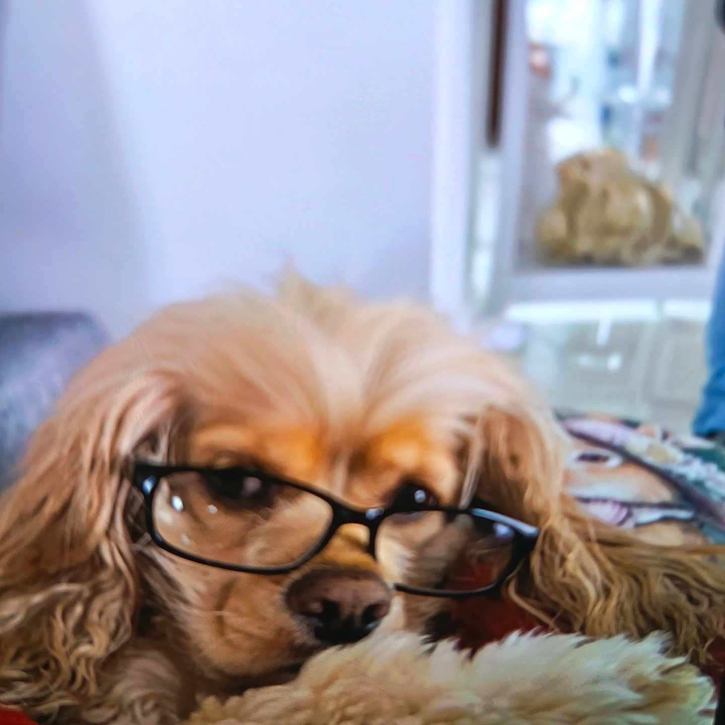 Nina a rejoint le concours — aidez-le/la à gagner de superbes lots ! animal, blanket, brown, comfort, companion, cozy, cute, dog, face, fluffy, fur, glasses, home, indoor, pet, portrait, relaxed, resting, sleepy, soft