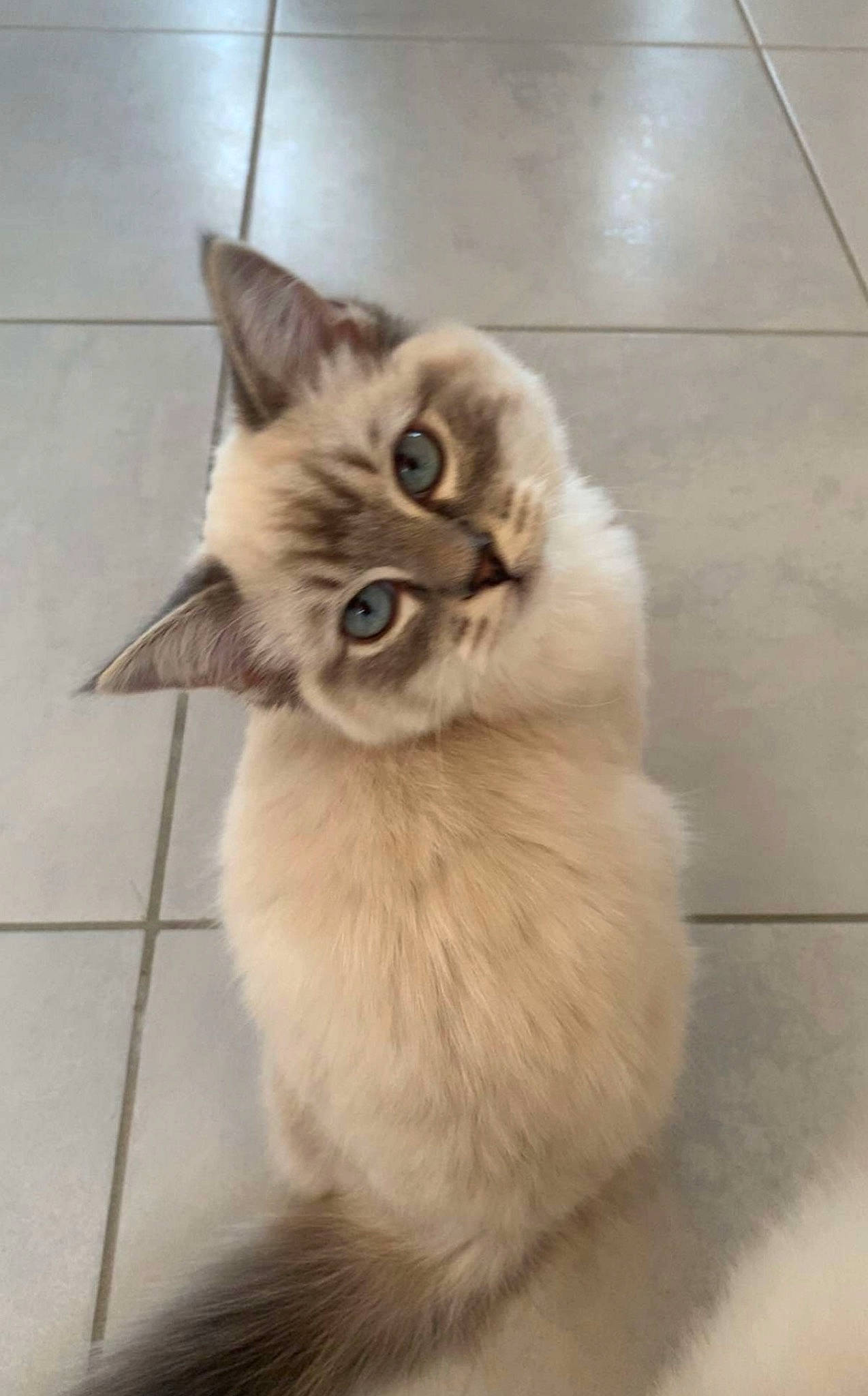 Freddie joined the competition — help win amazing prizes! balinese, british_longhair, carnivore, cat, claw, fawn, felidae, flooring, fur, paw, ragdoll, small_to_medium_sized_cats, snout, tail, terrestrial_animal, thai, tile_flooring, whiskers, working_animal
