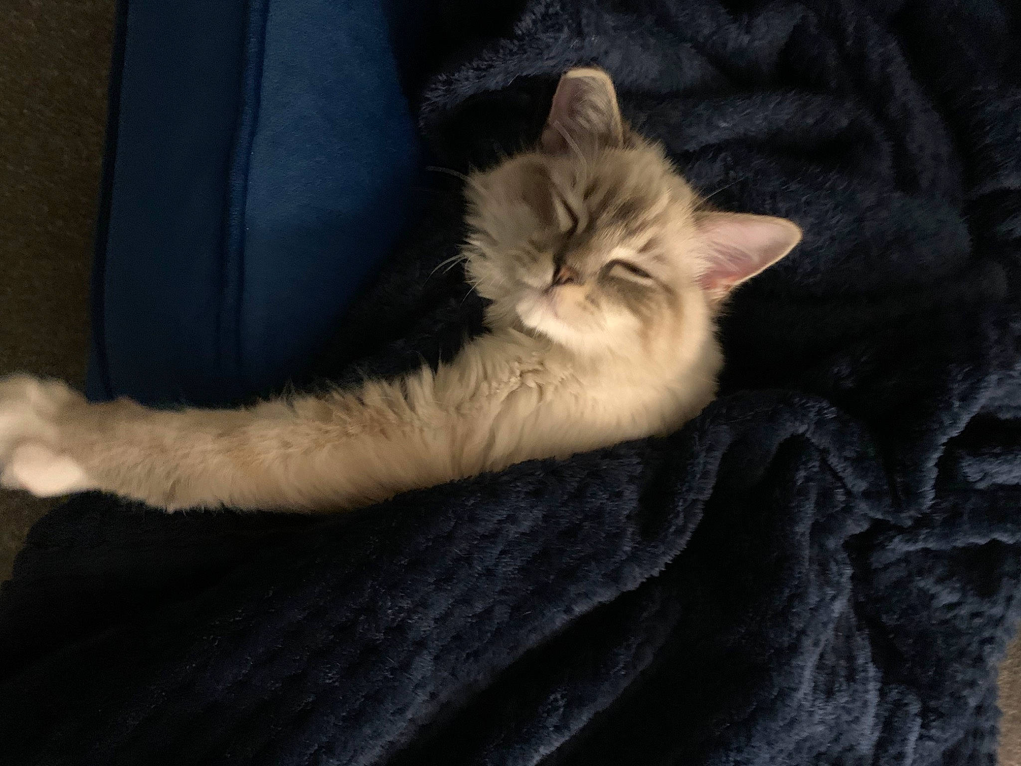 Freddie joined the competition — help win amazing prizes! carnivore, cat, claw, comfort, darkness, domestic_short_haired_cat, fawn, felidae, fur, gesture, human_leg, nap, paw, sitting, sleep, small_to_medium_sized_cats, tail, whiskers, wood