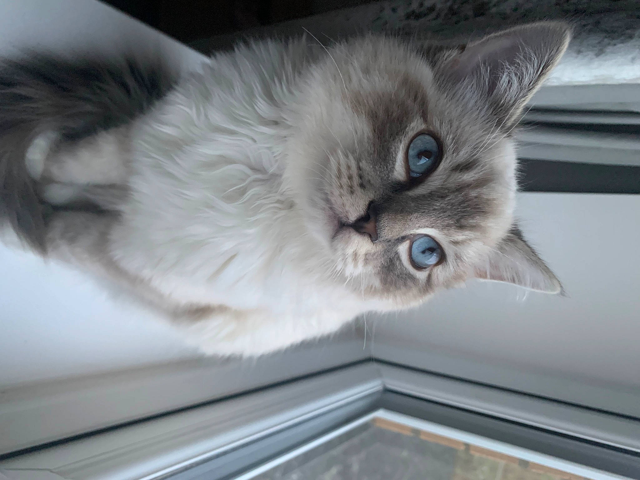 Freddie joined the competition — help win amazing prizes! balinese, birman, carnivore, cat, comfort, domestic_short_haired_cat, eye, fawn, felidae, fur, grey, paw, ragdoll, small_to_medium_sized_cats, snout, tail, thai, tonkinese, whiskers, window