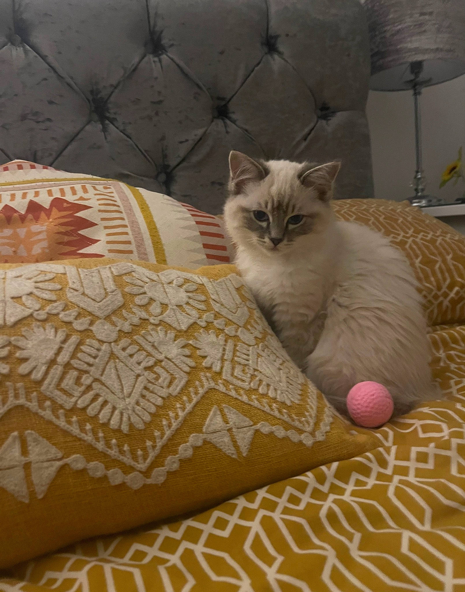 Freddie joined the competition — help win amazing prizes! art, bag, bedding, birman, carnivore, cat, comfort, craft, fawn, felidae, flooring, fur, linens, pattern, paw, peach, small_to_medium_sized_cats, tail, whiskers, wood