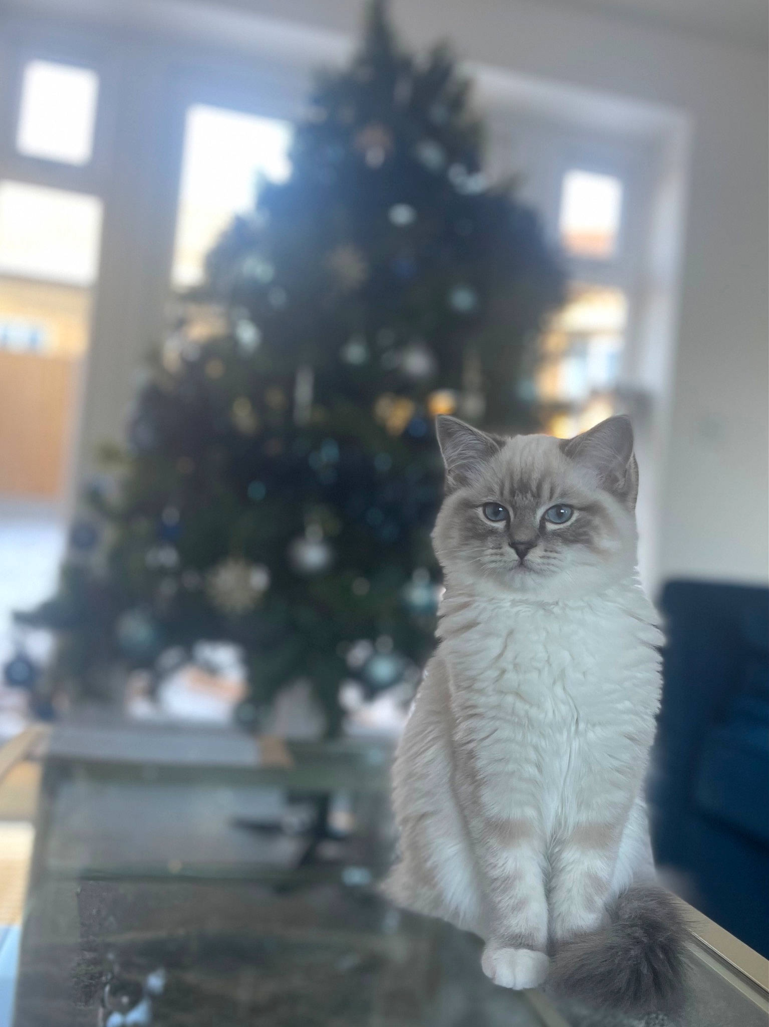 Freddie joined the competition — help win amazing prizes! carnivore, cat, christmas, christmas_decoration, christmas_ornament, christmas_tree, conifer, domestic_short_haired_cat, event, felidae, fur, ornament, plant, small_to_medium_sized_cats, tail, tree, twig, whiskers, window, wood