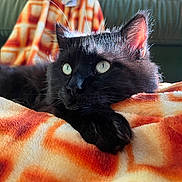 Charly joined the competition — help win amazing prizes! black_cat, cat, pet, animal, feline, close_up, indoor, blanket, orange_blanket, soft_texture, relaxed, cute, fur, whiskers, ears, eyes, paw, resting, cozy, domestic_animal