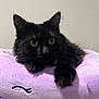 cat, black_cat, pet, fluffy, soft_toy, plush_pillow, purple, indoor, cute, animal, whiskers, ears, relaxed, resting, closeup, cozy, feline, domestic_cat, curious, comfortable