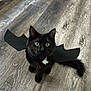 Charly is registered to the contest to win money with this photo: cat, kitten, black_cat, costume, bat_wings, pet, animal, indoor, wood_floor, curious, wide_eyes, collar, tag, cute, small, feline, whiskers, tail, looking_up, playful