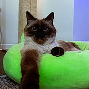 June joined the competition — help win amazing prizes! cat, fluffy, pet_bed, green_bed, indoor, stretching, paw, fur, animal, relaxed, portrait, feline, closeup, home, carpet, cute, domestic_cat, looking_at_camera, whiskers, ears