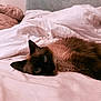 June is registered to the contest to win money with this photo: cat, siamese_cat, pet, feline, animal, bed, blanket, white_sheet, headboard, indoor, resting, fur, whiskers, relaxed, cute, domestic_animal, sleepy, cozy, soft_lighting, closeup