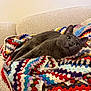 cat, gray_cat, crochet_blanket, colorful_blanket, sofa, couch, indoor, cozy, pet, lounging, green_eyes, feline, whiskers, yarn, knit, fabric_texture, home_interior, relaxed, portrait, resting