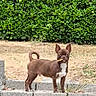 dog, chihuahua, small_dog, brown_dog, standing, outdoor, garden, hedge, house, stone_wall, stone_steps, portrait, ears_up, curled_tail, stick, mouth, short_hair, suburban, daylight, animal