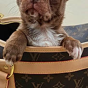 Dyson a rejoint le concours — aidez-le/la à gagner de superbes lots ! puppy, dog, chocolate_brown, french_bulldog, portrait, close_up, wide_eyes, floppy_ears, white_chest, sitting, handbag, designer_bag, luxury, fashion, indoor, cute, pet, animal, smartphone_screenshot, star_shaped_decoration