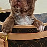 puppy, dog, chocolate_brown, french_bulldog, portrait, close_up, wide_eyes, floppy_ears, white_chest, sitting, handbag, designer_bag, luxury, fashion, indoor, cute, pet, animal, smartphone_screenshot, star_shaped_decoration