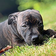 Ares participe au concours pour gagner de l'argent avec cette photo : puppy, dog, brindle, grass, outdoor, closeup, pet, canine, nature, young, lying_down, face, animal, muzzle, ears, fur, cute, relaxed, daylight, portrait