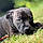 Ares