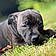 Ares