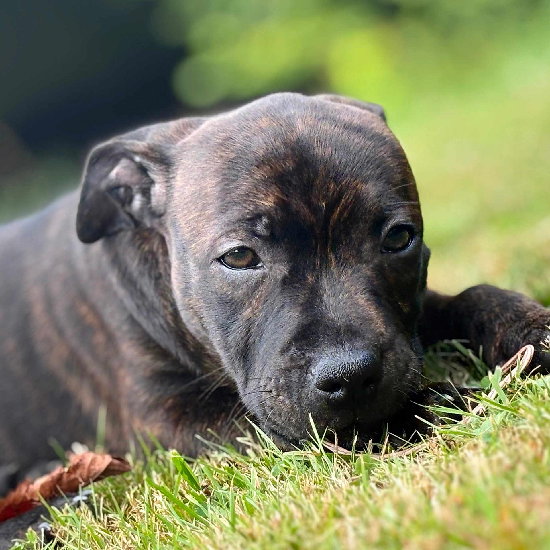 Ares