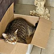 Link a rejoint le concours — aidez-le/la à gagner de superbes lots ! cat, tabby_cat, cardboard_box, tiled_floor, statue, elephant_statue, indoor, pet, sleeping, resting, stripes, whiskers, ear, cozy, cardboard, corner, floor_tile, home_interior, animal, portrait