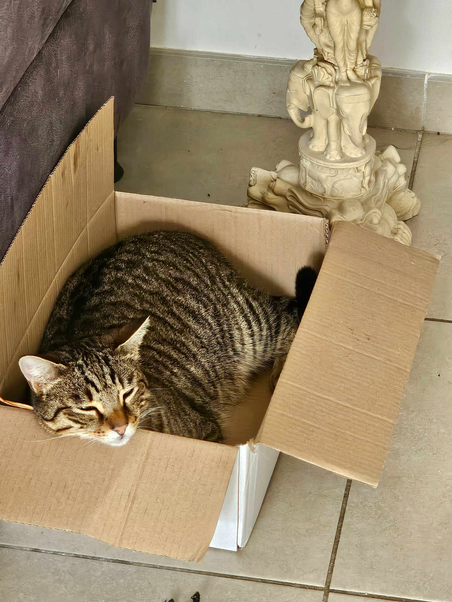 Link a rejoint le concours — aidez-le/la à gagner de superbes lots ! cat, tabby_cat, cardboard_box, tiled_floor, statue, elephant_statue, indoor, pet, sleeping, resting, stripes, whiskers, ear, cozy, cardboard, corner, floor_tile, home_interior, animal, portrait